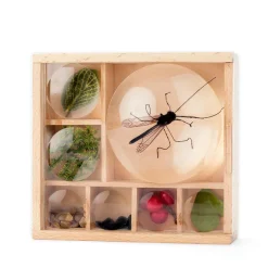 Kikkerland Caja con lupas para observación de insectos