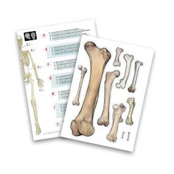 Buki Esqueleto 45cm para ensamblar