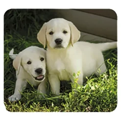 Moses Linterna y proyector bebés animales